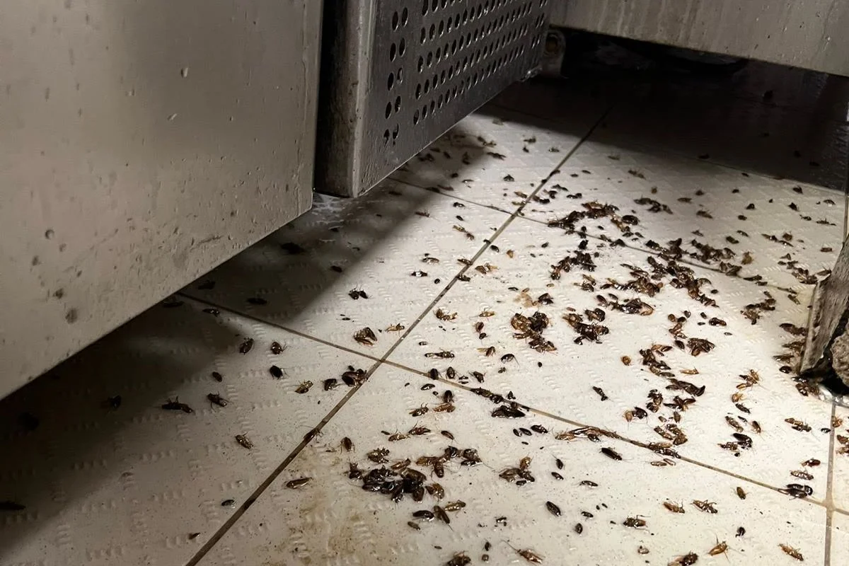 Après le traitement, des blattes mortes sur le carrelage, au pied des meubles en inox de la cuisine.